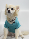 Coin 1804 Dog Clothes