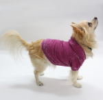 Coin 1804 Dog Clothes
