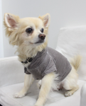 Coin 1804 Dog Clothes