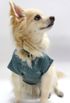 Coin 1804 Dog Clothes