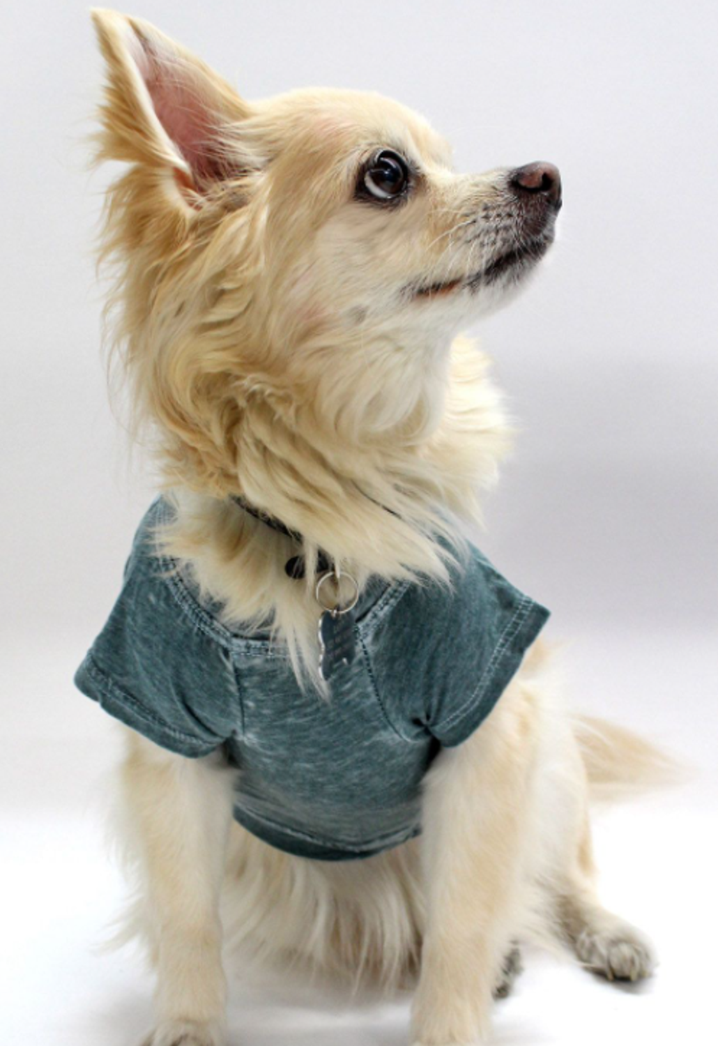 Coin 1804 Doggy Tee Dog Clothes