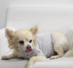 Coin 1804 Dog Clothes