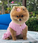 Bark Fifth Avenue Dog Clothes