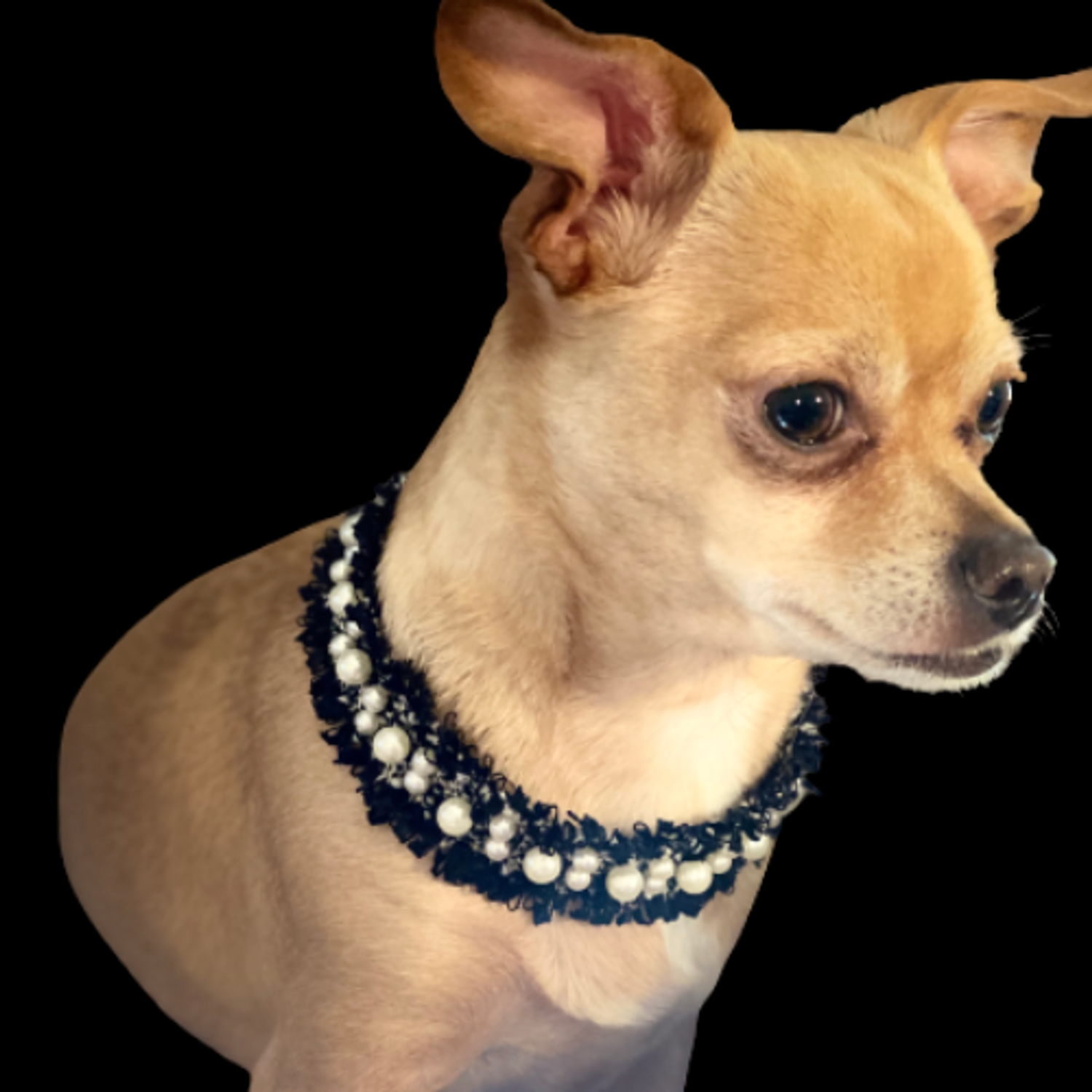Bark Fifth Avenue Luxurious Tweed Collar Pet Accessories