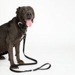 DIPHDA Midnight Black Cork Leather Leash Pet Accessories