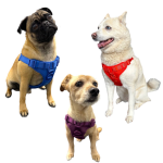 Come Here Buddy Step In Dog Harness Dog Harnesses
