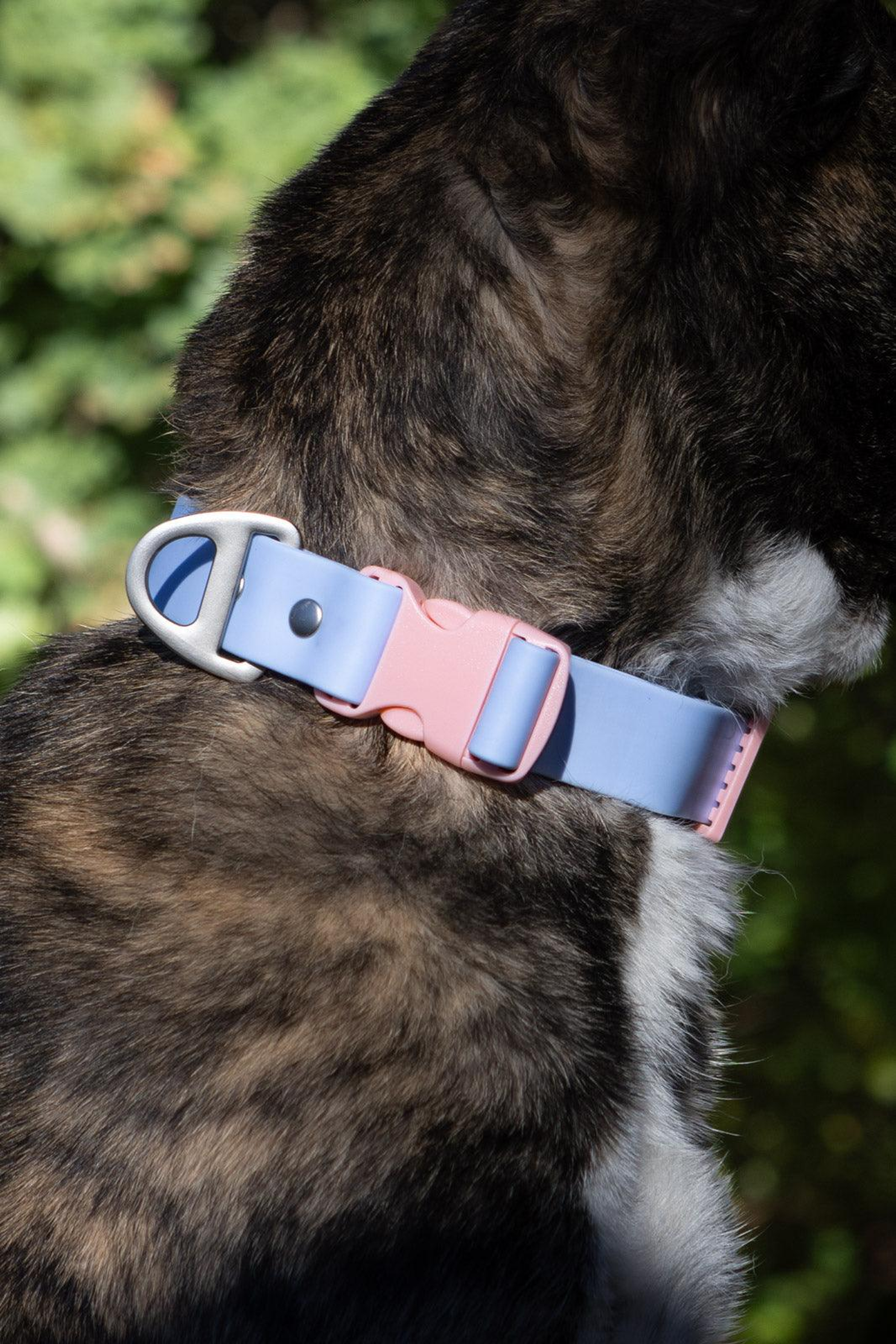 Aria the Fox LLC Blue Sky Orchid Waterproof Dog Collar Dog Collars