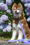 Aria the Fox LLC Lavender Garden Waterproof Dog Leash Dog Leashes