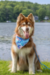 Aria the Fox LLC Painted Peaks Dog Bandana & Matching Keychain Dog Bandanas