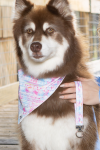 Aria the Fox LLC Pink and Blue Tribal Dog Bandana & Matching Keychain Dog Bandanas