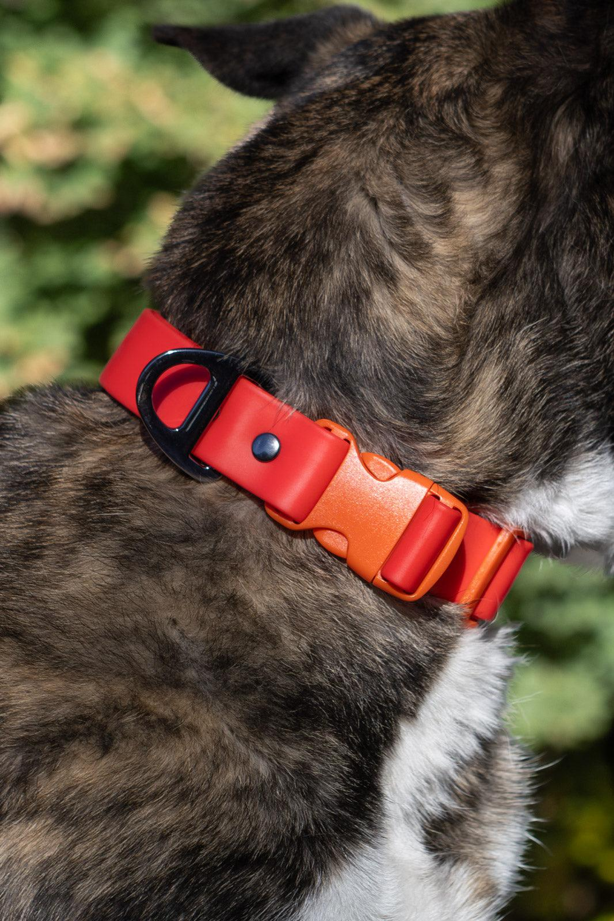 Aria the Fox LLC Scarlet Peaks Waterproof Dog Collar Dog Collars