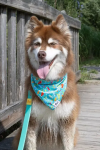 Aria the Fox LLC Seaside Sips Dog Bandana Dog Bandanas