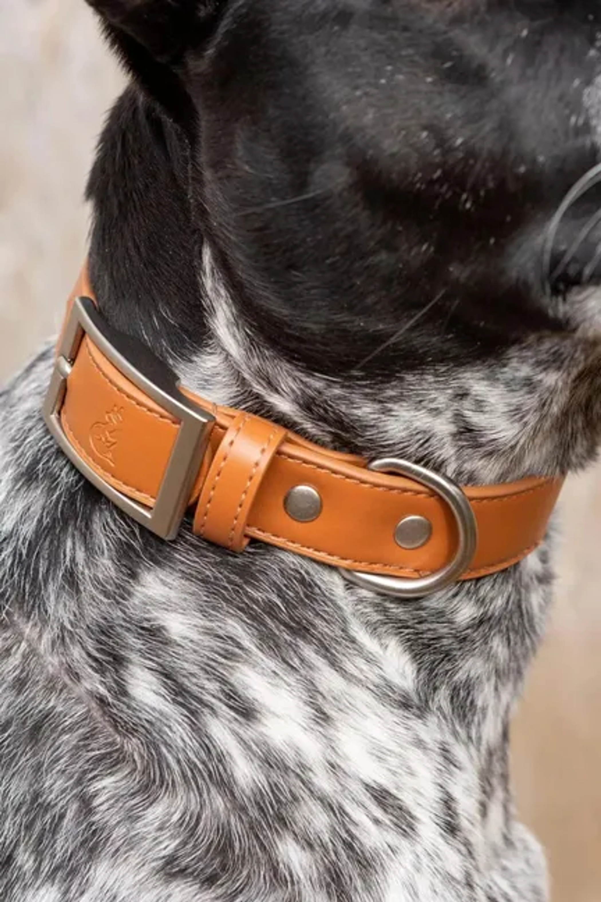 Aria the Fox LLC Sierra Sunrise Vegan Leather Dog Collar Dog Collars