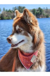 Aria the Fox LLC Twilight Trails Bandana Dog Bandanas