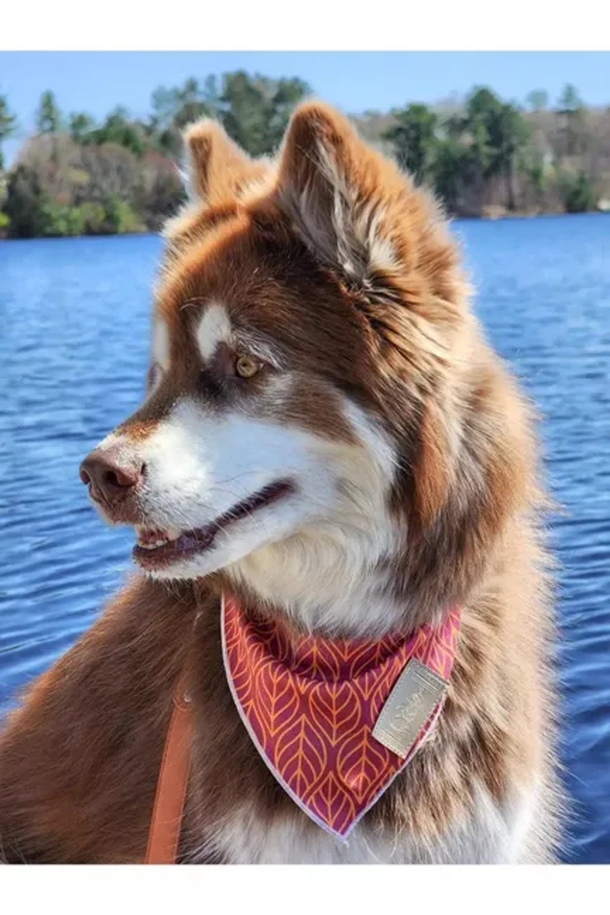 Aria the Fox LLC Twilight Trails Bandana Dog Bandanas