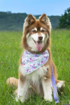 Aria the Fox LLC Wildflower Meadow Dog Bandana Dog Bandanas