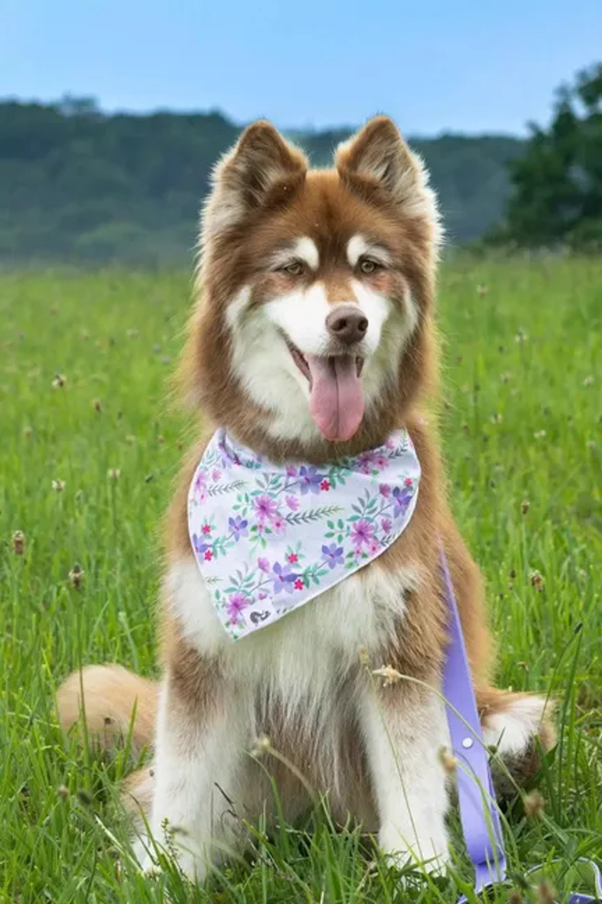 Aria the Fox LLC Wildflower Meadow Dog Bandana Dog Bandanas