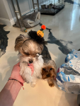 Bark Fifth Avenue Pet Accessories