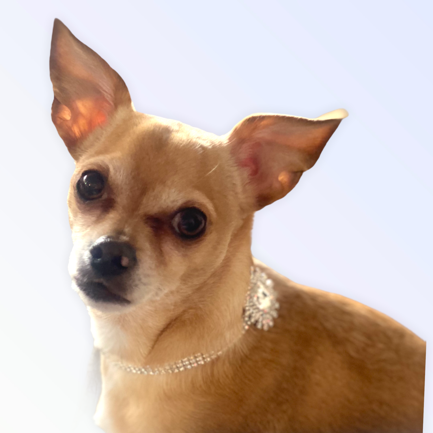 Bark Fifth Avenue Silver Rectangle Burst Stone Dog Collars