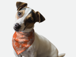Bandoggies Orange Paisley Dog Bandanas