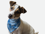 Bandoggies Blue Paisley Dog Bandanas