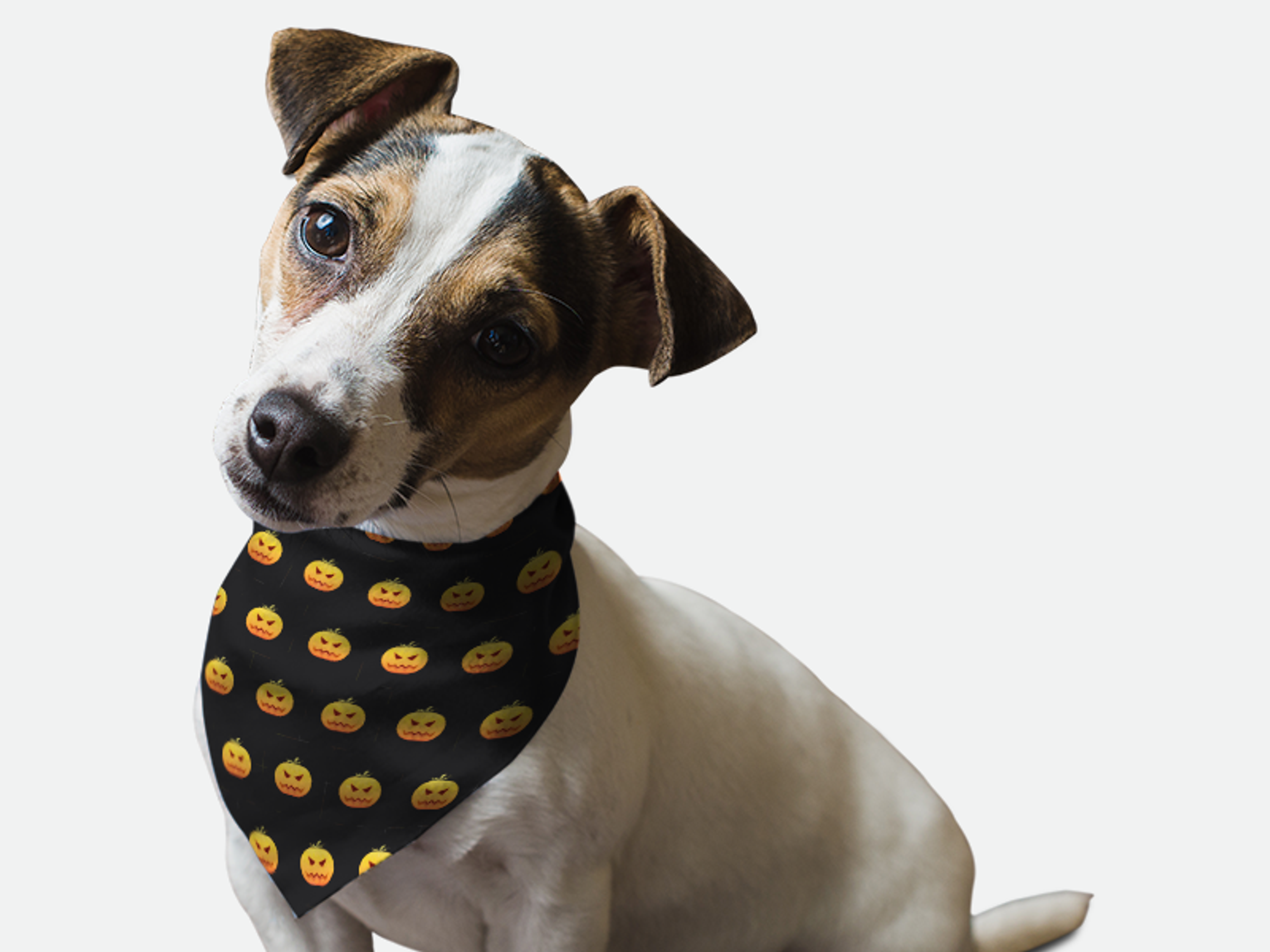 Bandoggies Head Full O' Pumpkin! Dog Bandanas