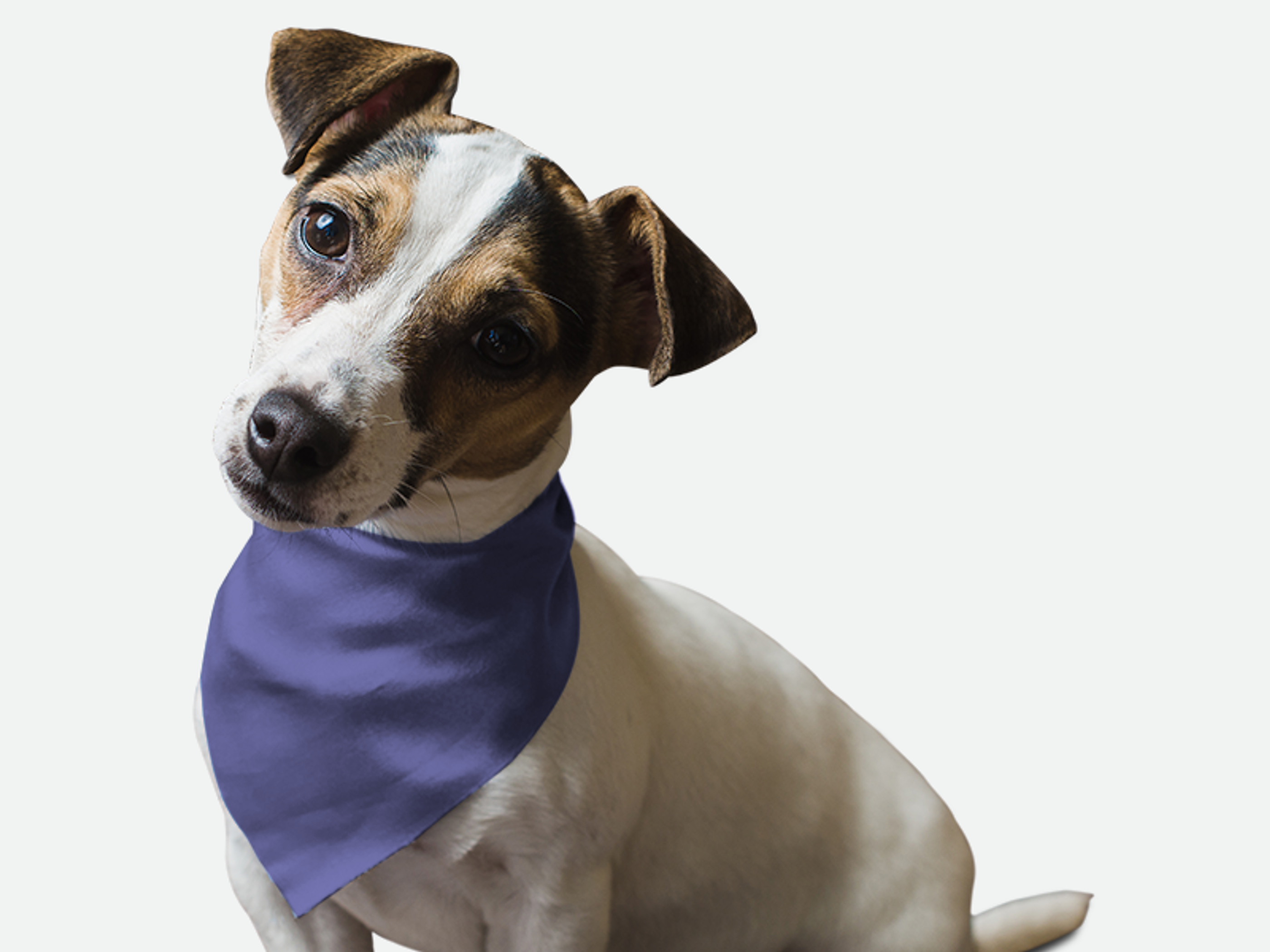 Bandoggies Lovely Lavender Dog Bandanas