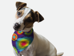 Bandoggies 1970's Retro Style Dog Bandanas