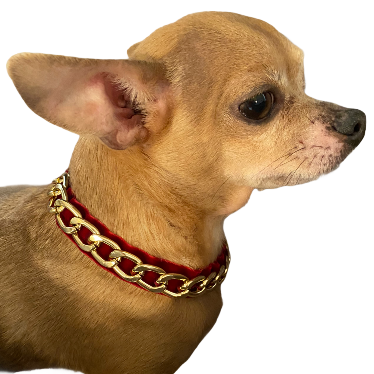 Bark Fifth Avenue - Gold Chain Velvet Collar