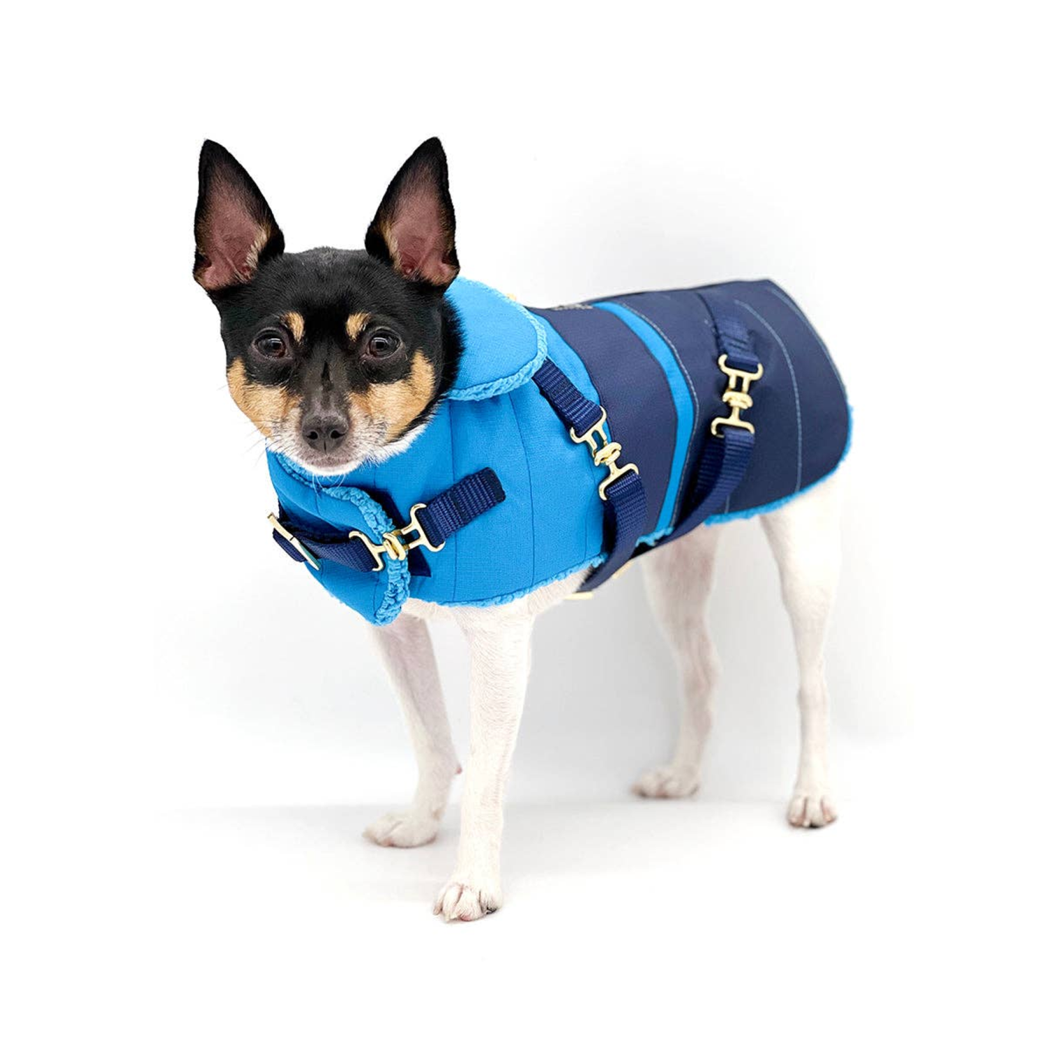DoggieCoutureNY "Clear Blue Sky" - DCNY Equestrian Collection Dog Clothes