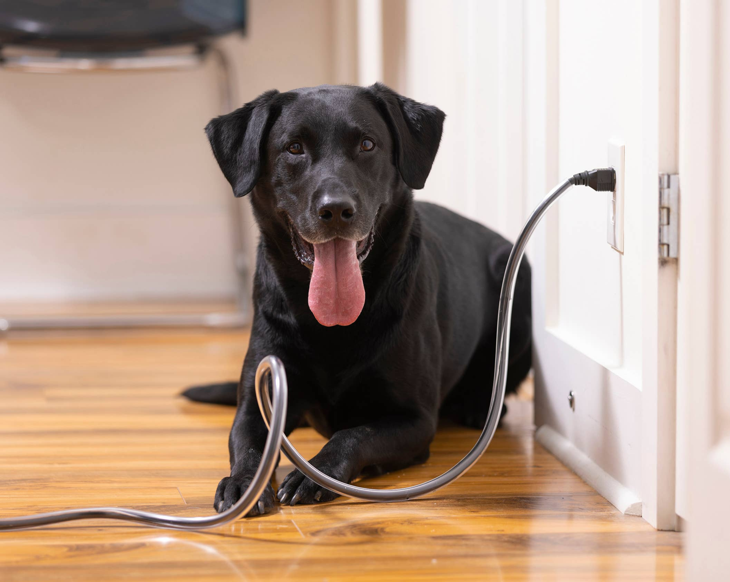 PETGIFTZ LLC PETCORDS HEAVY DUTY 8FT CORD PROTECTOR FOR PETS MADE IN USA House Training