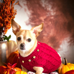 Bark Fifth Avenue Dog Clothes