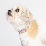 DIPHDA Love Pink Cork Leather Collar Pet Accessories