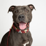 DIPHDA Ruby Red Cork Leather Collar Pet Accessories