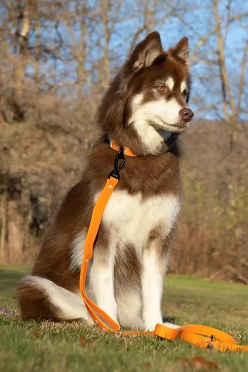 Aria the Fox LLC Crimson Glow Waterproof Dog Leash Dog Leashes