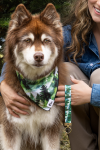 Aria the Fox LLC Dog Bandanas