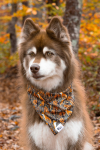Aria the Fox LLC Dog Bandanas