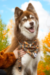 Aria the Fox LLC Dog Bandanas