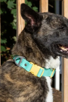 Aria the Fox LLC Dog Collars