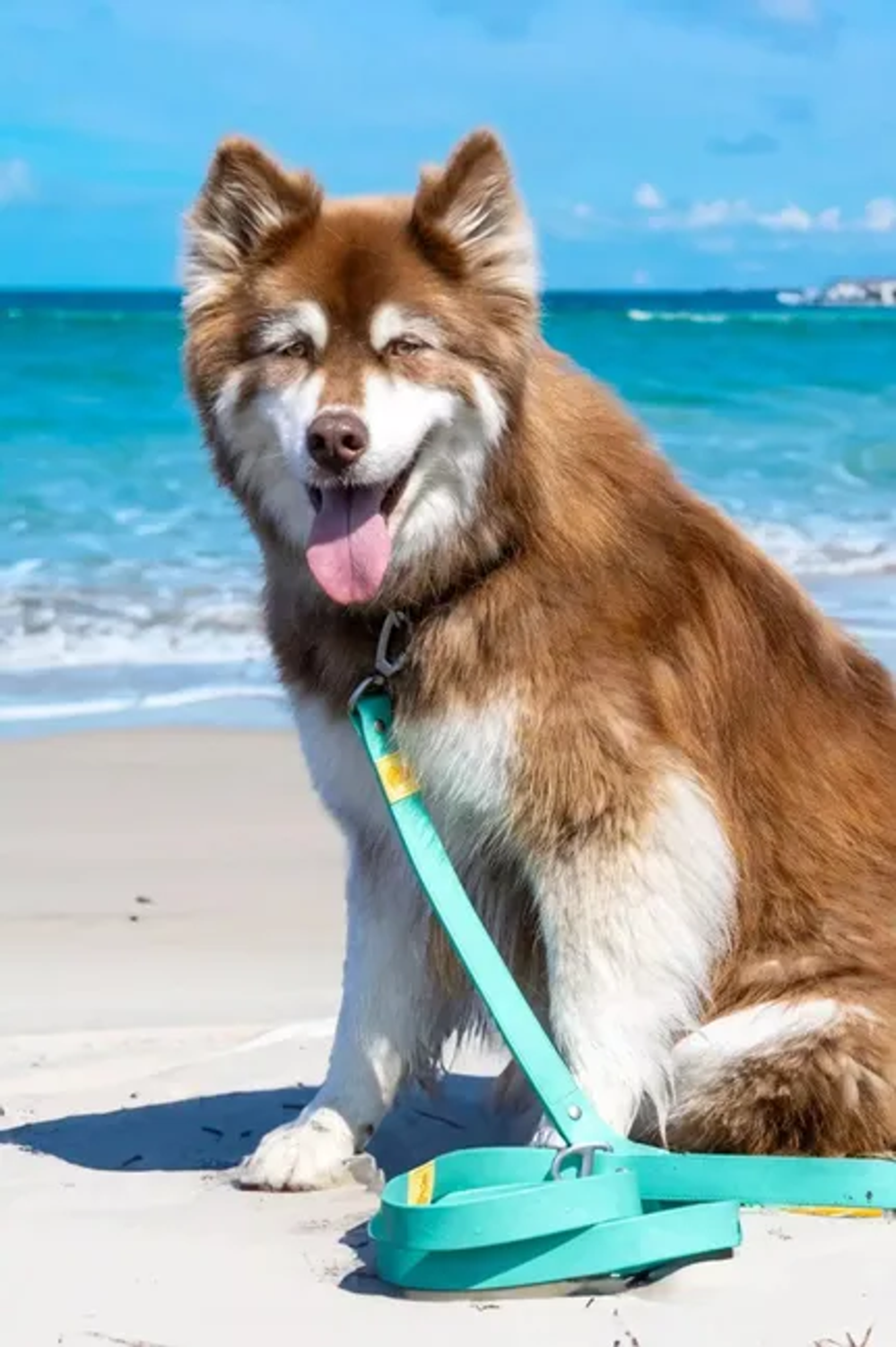 Aria the Fox LLC Island Vibes Waterproof Dog Leash Dog Leashes