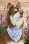 Aria the Fox LLC Dog Bandanas