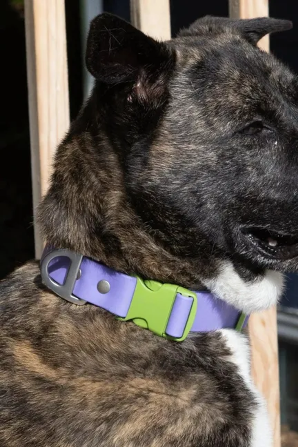 Aria the Fox LLC Lavender Garden Waterproof Dog Collar Dog Collars