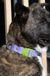 Aria the Fox LLC Dog Collars