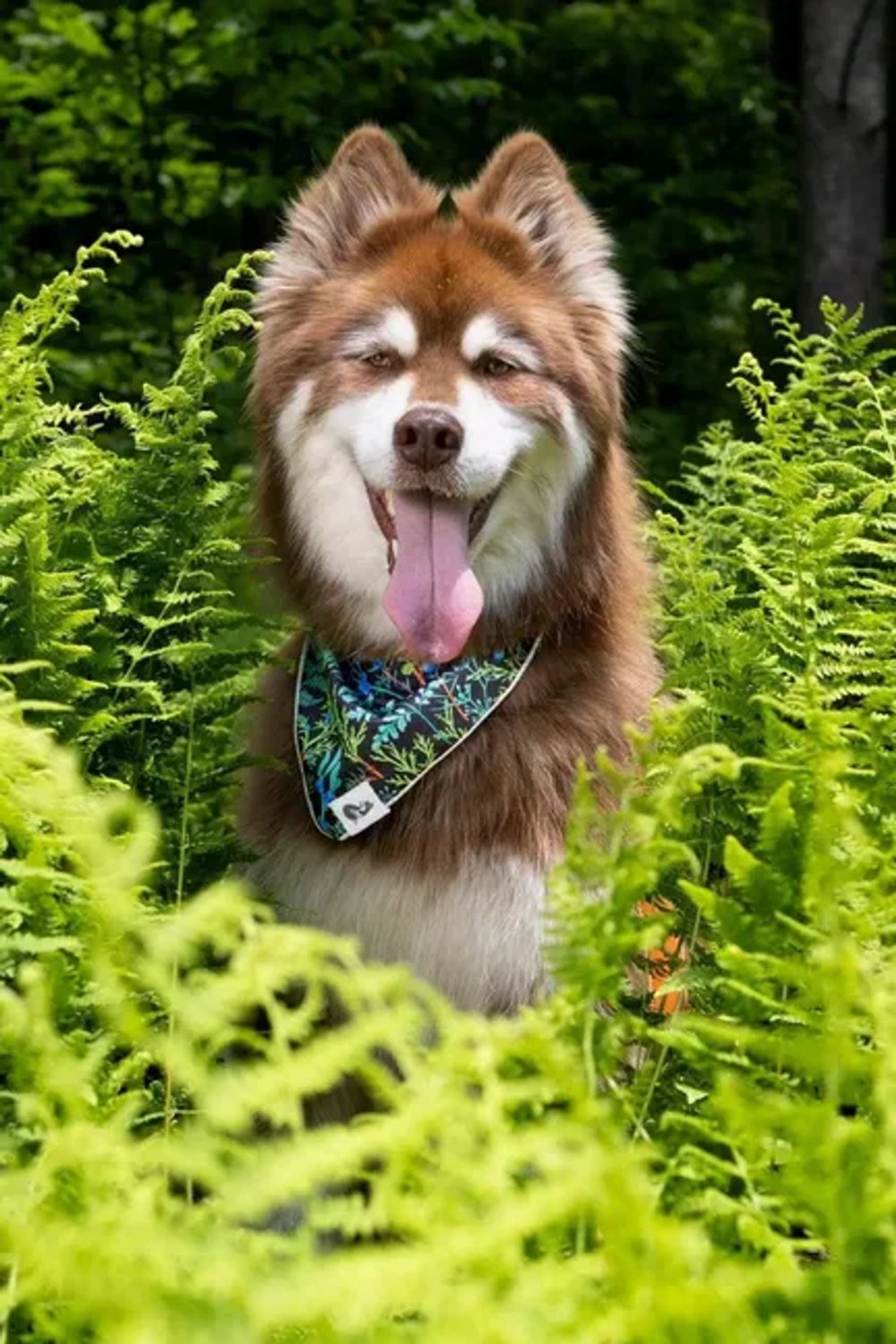 Aria the Fox LLC Magical Fern Forest Dog Bandana Dog Bandanas