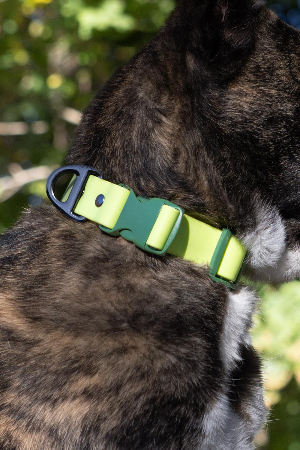 Aria the Fox LLC Mossy Pine Waterproof Dog Collar Dog Collars