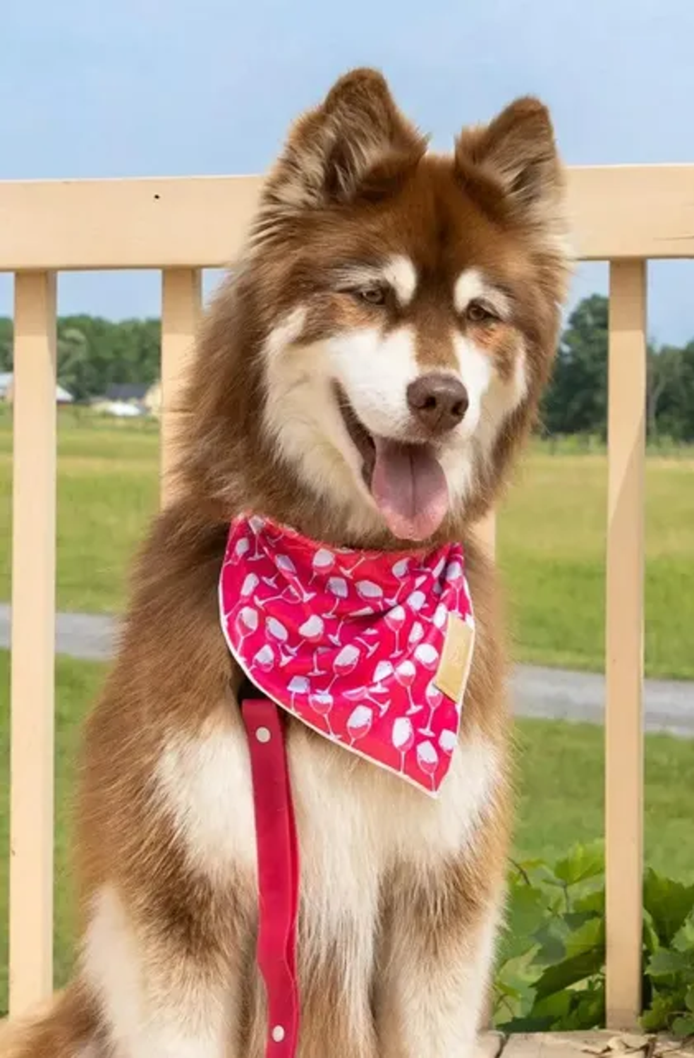 Aria the Fox LLC Red Mountain Syrah Dog Bandana Dog Bandanas