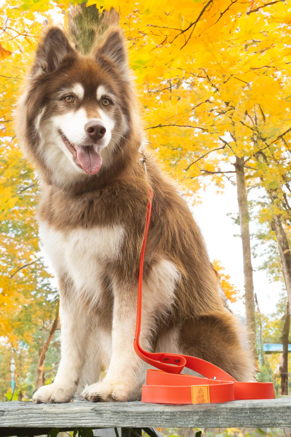 Aria the Fox LLC Scarlet Peaks Waterproof Leash Dog Leashes