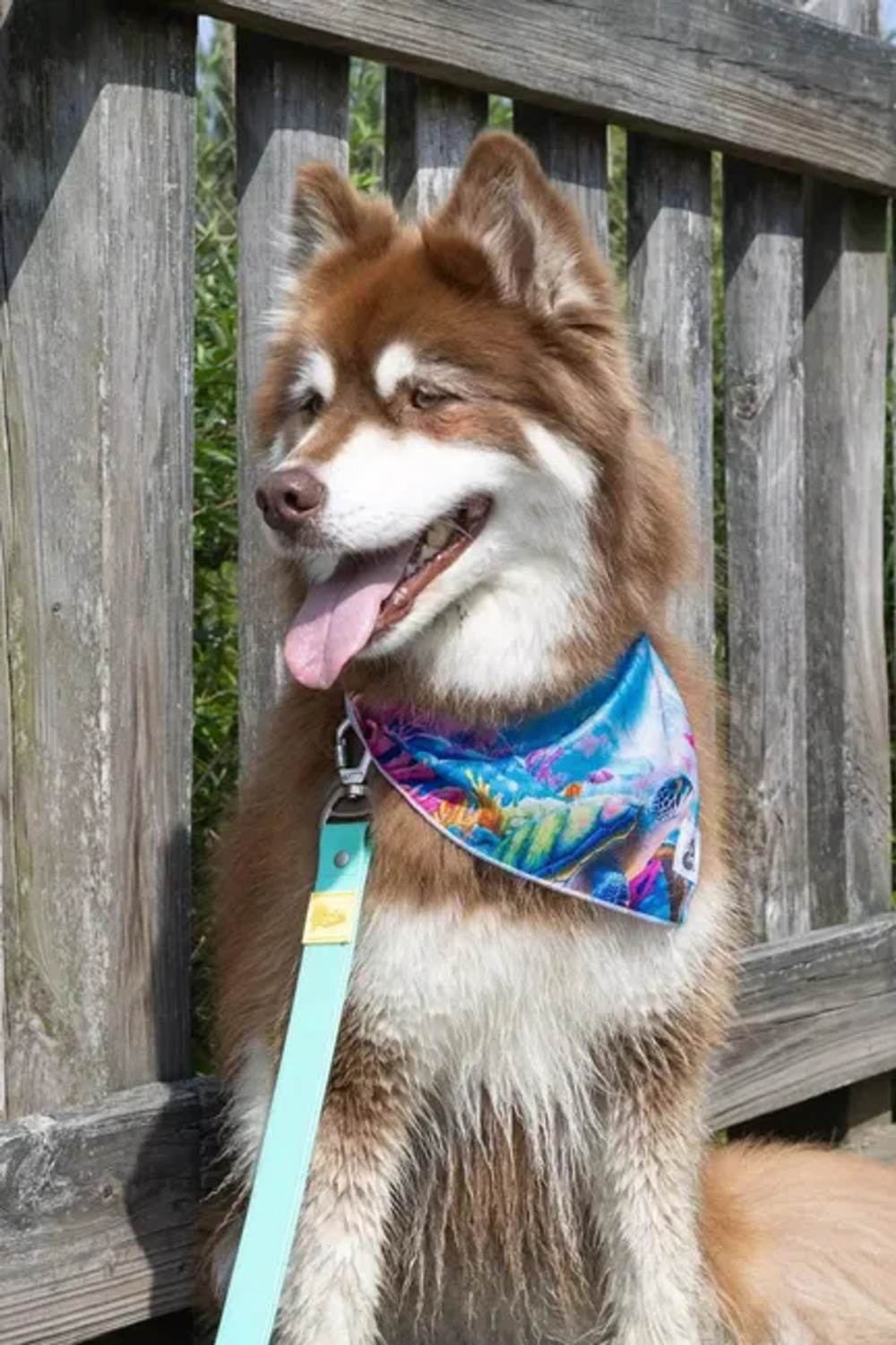 Aria the Fox LLC Sea Turtle Swim Dog Bandana Dog Bandanas