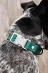 Aria the Fox LLC Dog Collars