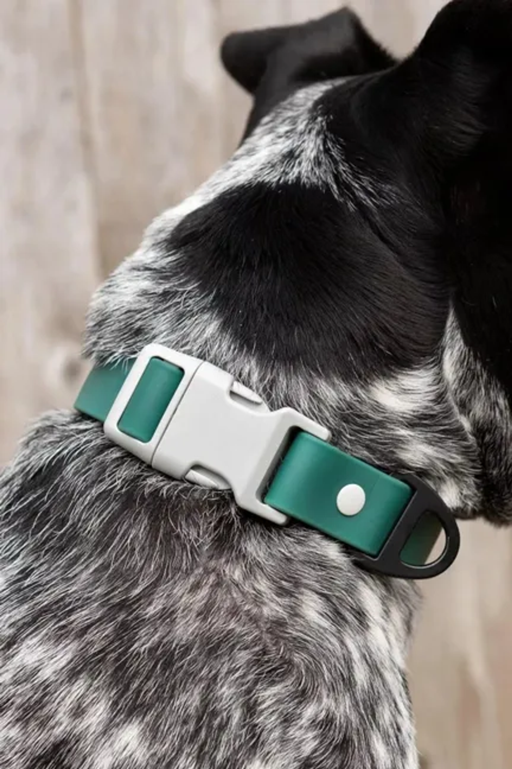 Aria the Fox LLC Siberian Spruce Waterproof Dog Collar Dog Collars
